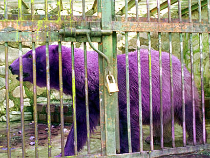 Purple Polar Bear.jpg